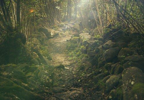 Forêt et chemin