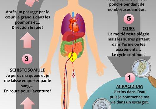 Cycle de vie du parasite Schistosoma mansoni