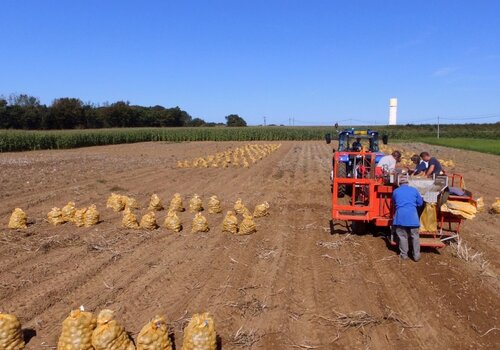 Récolte champ de Pommes de terre