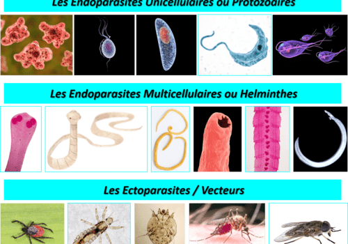 Les parasites de l'Homme sont soit des endoparasites unicellulaires (ou protozoaires), soit des endoparasites multicellulaires (ou helminthes), soit des ectoparasites dont certains sont vecteurs de maladies.