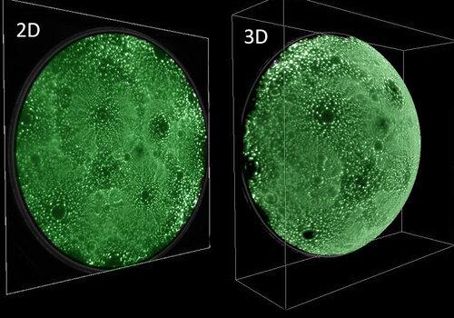 Observation d'atomes au microscope