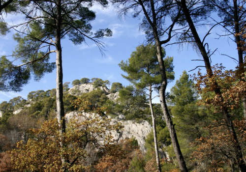 Pin de Provence