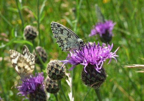 Papillon sur centaurée scabieuse