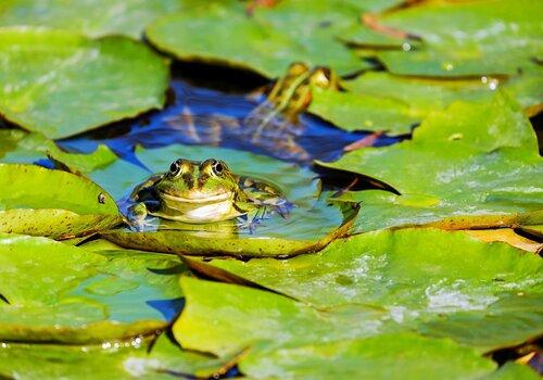 grenouille