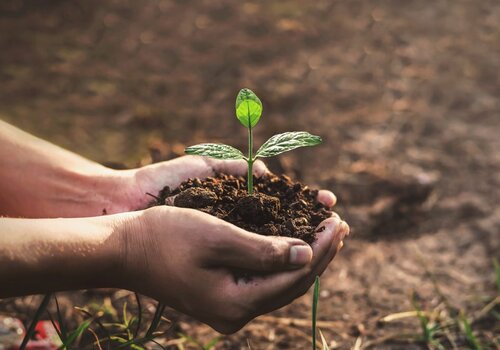 Des mains en vase tiennent de la terre et une plante.