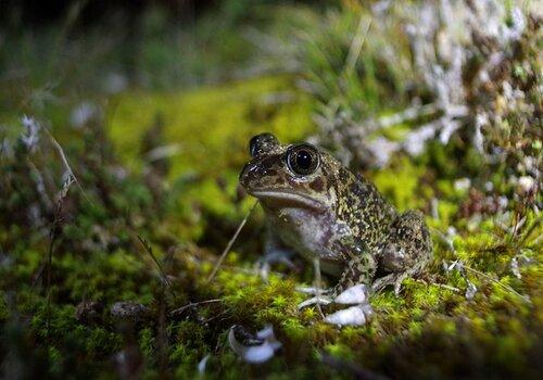 Crapaud à couteau