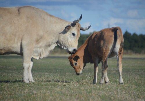 Vache Maraîchine et son veau dans une pâture de la ferme