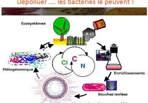 Bactéries dépollution