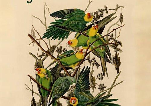 affiche Birds of America