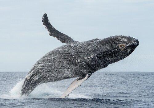 Saut de baleine à bosse