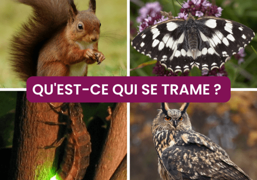 Animaux impactés par la pollution lumineuse et la fragmentation de leurs habitats par l'Homme (écureuil, papillon demi-deuil, ver luisant, hibou grand-duc)