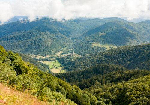 Forêt, près du Ballon d’Alsace en France