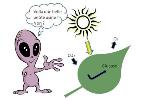 photosynthèse