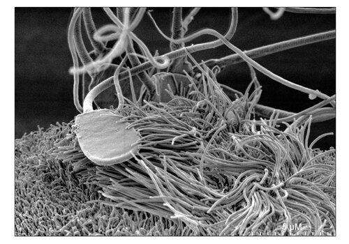 Spermatozoïde au repos sur une cellule ciliée de l'oviducte