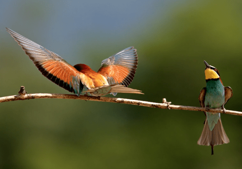 la nature nous parle Michel Huet