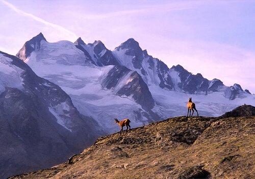 Montagne et chamois