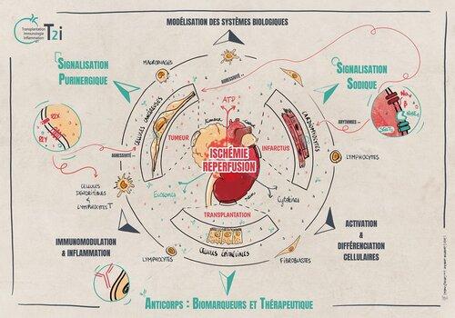 Dessin des organes cibles, comme coeur et reins, et differents types cellulaires et molecules qui permettent la communication cellulaire