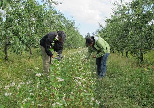 Observation sur plantes de service en verger de pommier