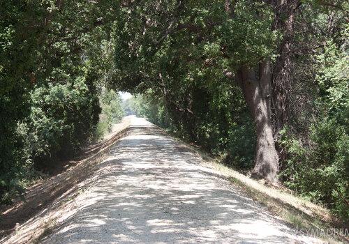 Chemin dans le bois de Tourtoulen 