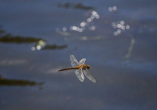 Insecte volant au dessus de l'eau