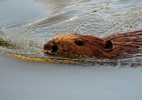 castor dans l'eau