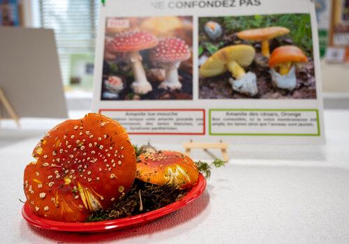 Exposition de champignons