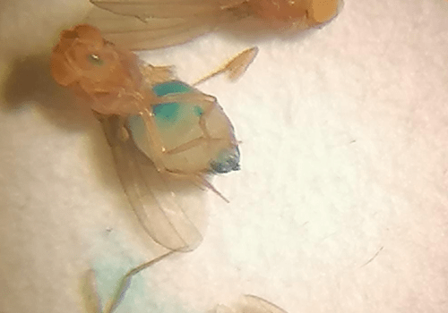 drosophiles avec le tube digestif bleu après ingestion de nourriture colorée