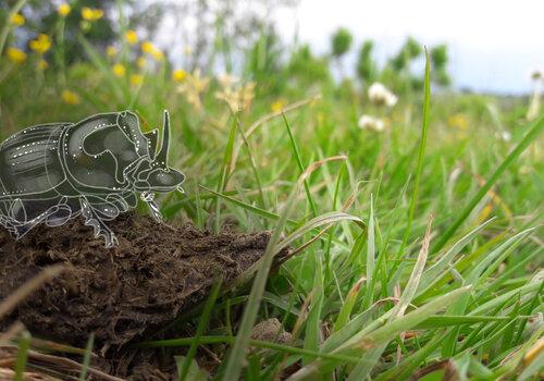 Photographie d'une bouse de vache au premier plan sur un paysage de prairie, un dessin de bousier copris lunaris superposé à la photo crée l'illusion que l'insecte se trouve sur la bouse.