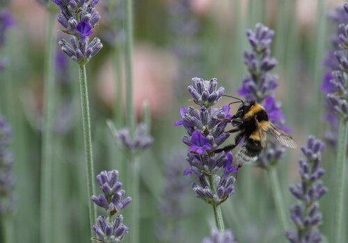 Il y a du mouvement chez les insectes pollinisateurs !