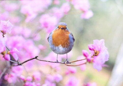 Adaptation des oiseaux et des vertébrés au déplacement