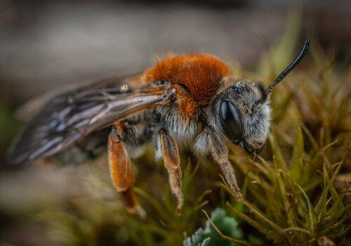 Photo d'abeille