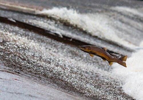 Le Saumon en mouvement !