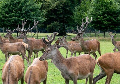 Groupe de cerfs