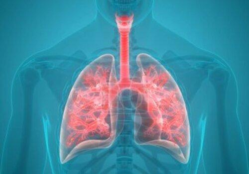 Le système pulmonaire