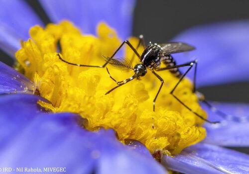 Moustique mâle en plein repas 