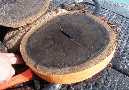 Rondelle de tronc d'arbre utilisée pour faire de la dendrochronologie