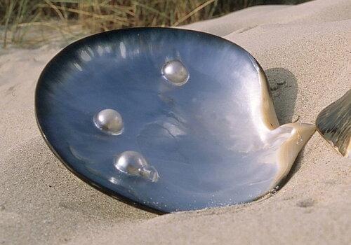 Coquillage sur la plage