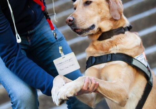 Une personne penchée tient debout un labrador chien guide, une main est sur le dos du chien et l'autre supporte ses pattes avant.