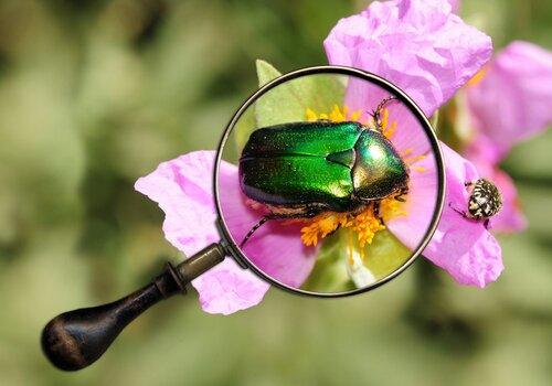 Cétoine dorée à la loupe