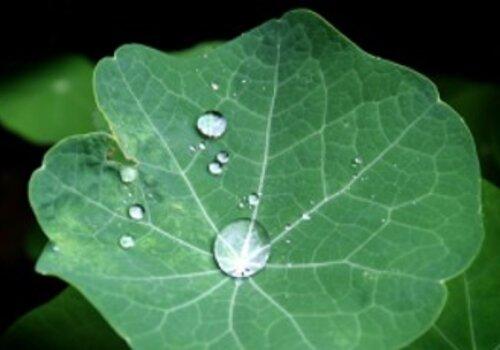 Exemple de surface hydrophobe : l’eau reste en boule, elle ne ‘mouille’ pas la surface, elle glisse dessus