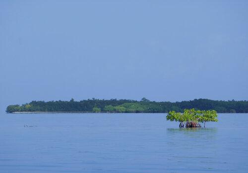 Mangroves - Guadeloupe