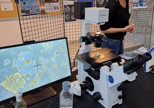 Observer le phytoplancton au microscope