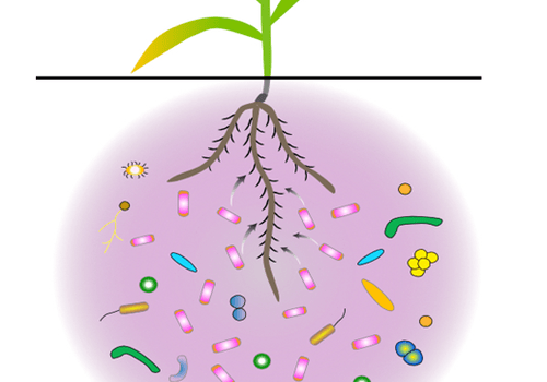 Rhizophère