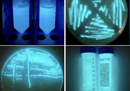 Organismes bioluminescents