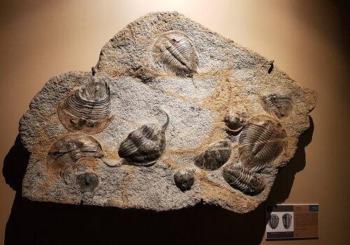 Trilobite-muséum de grenoble. jpg