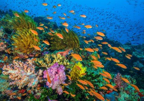 Film Océans, notre planète bleue