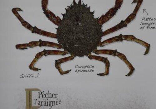 Description de l'Araignée de mer et de sa pêche réglementée