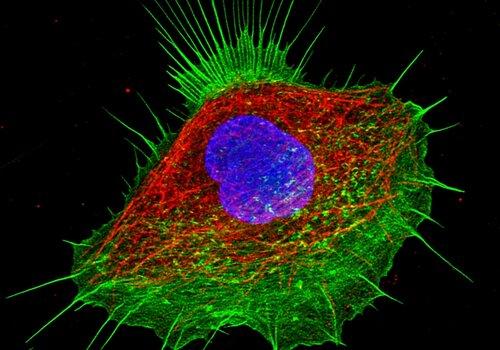 cellule marquée avec de la fluorescence : noyau (en bleu) et squelette (vert et rouge)