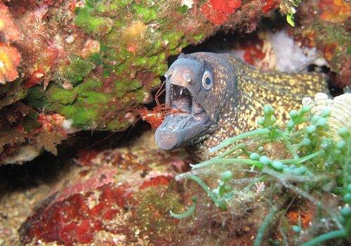 Les curiosités des fonds marins 