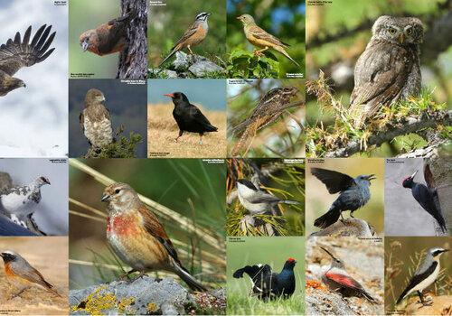 photos d'oiseaux du sud